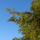 Portrait de Per So