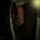 Portrait de Chris Daf