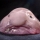 Portrait de Blob01234567890